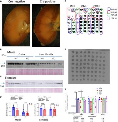 Selective Deletion of the Mechanistic Target of Rapamycin From the Renal Collecting Duct Principal Cell in Mice Down-Regulates the Epithelial Sodium Channel